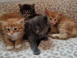 Healthy male and female Maine Coon kittens Seeking new homes