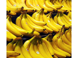 High Quality 100% G9 Cavendish Bananas for Sale in Bulk Quantity