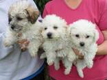 Bichon Frisé/ Kostenlos abzugeben. WhatsApp: 27848239748 - photo 1