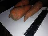 Ich werde Karotten Großhandel Kasachstan verkaufen - photo 2