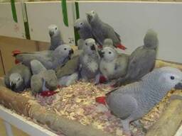 Intelligenter Graupapagei abzugeben