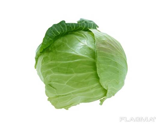 Капуста белокочанная из Узбекистана