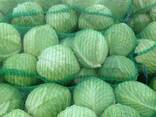 White cabbage from Uzbekistan - фото 2