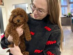 Красивые щенки той-пуделя