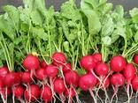 Red radish from Uzbekistan - фото 2