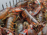 Lobsters - фото 1