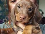 Lovely dachshund puppies available - фото 2