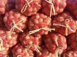 Onions from Uzbekistan - фото 3