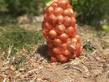 Onions from Uzbekistan - фото 1