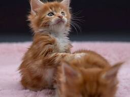 Maine Coon Kitten mit Stammbaum