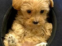 -Maltipoo-Welpe