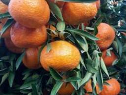 Mandarines Morket