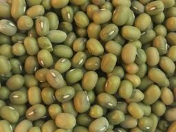 Mash beans grade Elite caliber 2,8 mm