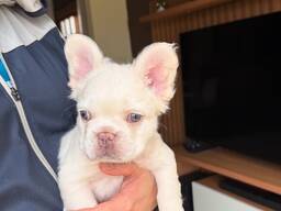 Очаровательные щенки французского бульдога продаются