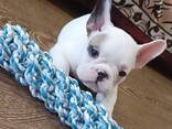 Очаровательные щенки французского бульдога продаются - фото 2
