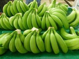 Organic Cavendish Banana For Sale/ Organic Green Banana