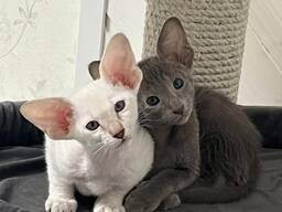 Orientalische Kätzchen