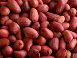 Peanut kernels roasted 5 caliber. - фото 1
