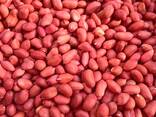 Peanut kernels roasted 5 caliber. - фото 2