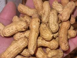 Peanuts fried in shells 1 grade.