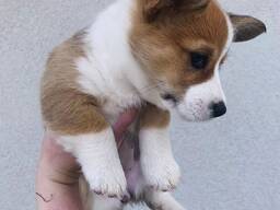Pembroke Welsh Corgi Welpen abzugeben: Rüden und Hündinnen.