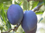 Plums from Moldova