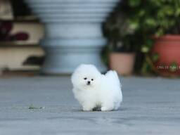 Щенков померанского шпица.