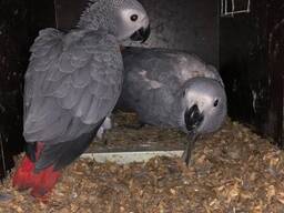 Prächtiger Graupapagei