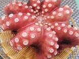 Предлагаем мороженные морепродукты в Австрию от завода из Китая - photo 7