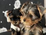 Наши прекрасные щенки йоркширского терьера - фото 3