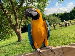 Premium Goldblauer Ara whatsapp 358 414798322