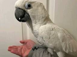 Premium Kakadu-Papagei