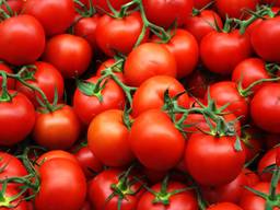 Продам помидоры из Египта экспорт, купить оптом доставка
