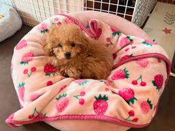 Щенки той-пуделя