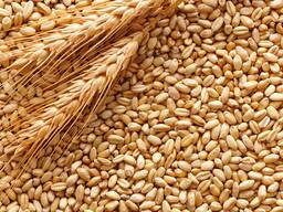 Пшеница продовольственная и фуражная, кукуруза из России, Польши и Украины