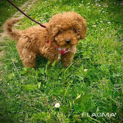 Pudelwelpen zu verkaufen!