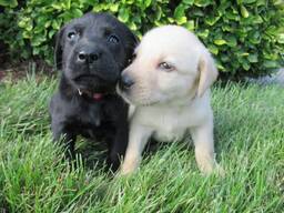 Purebred Labrador Retriever Puppies