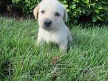 Purebred Labrador Retriever Puppies - фото 2