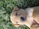 Purebred Labrador Retriever Puppies - photo 6