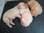 Purebred Labrador Retriever Puppies - фото 3
