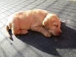 Purebred Labrador Retriever Puppies - photo 7