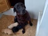 Purebred Labrador Retriever Puppies - photo 9