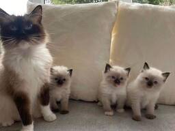 Ragdoll-Kätzchen