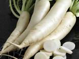 Radish variety daikon from Uzbekistan - фото 3