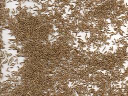 Ryegrass (annual, multi-year)