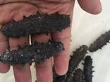 Sea Cucumber - фото 1