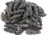 Sea Cucumber - фото 2