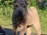 Sharpei puppy - фото 1