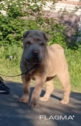 Sharpei puppy