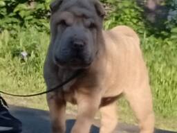 Sharpei puppy
